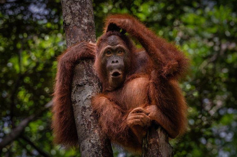 124 Tanjung Puting NP.jpg